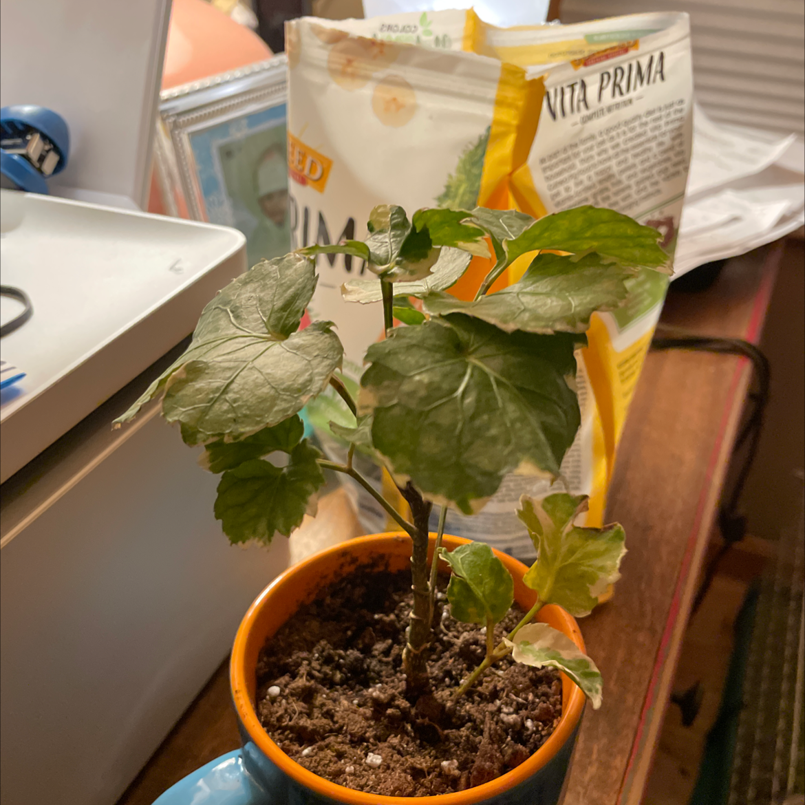 Why Are There Brown Spots on My Fabian Aralia Leaves?