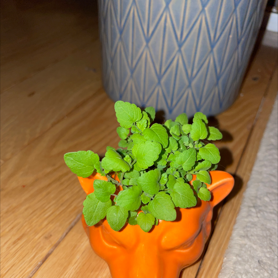 Healthy catnip plant in an orange animal-shaped pot on a wooden floor.
