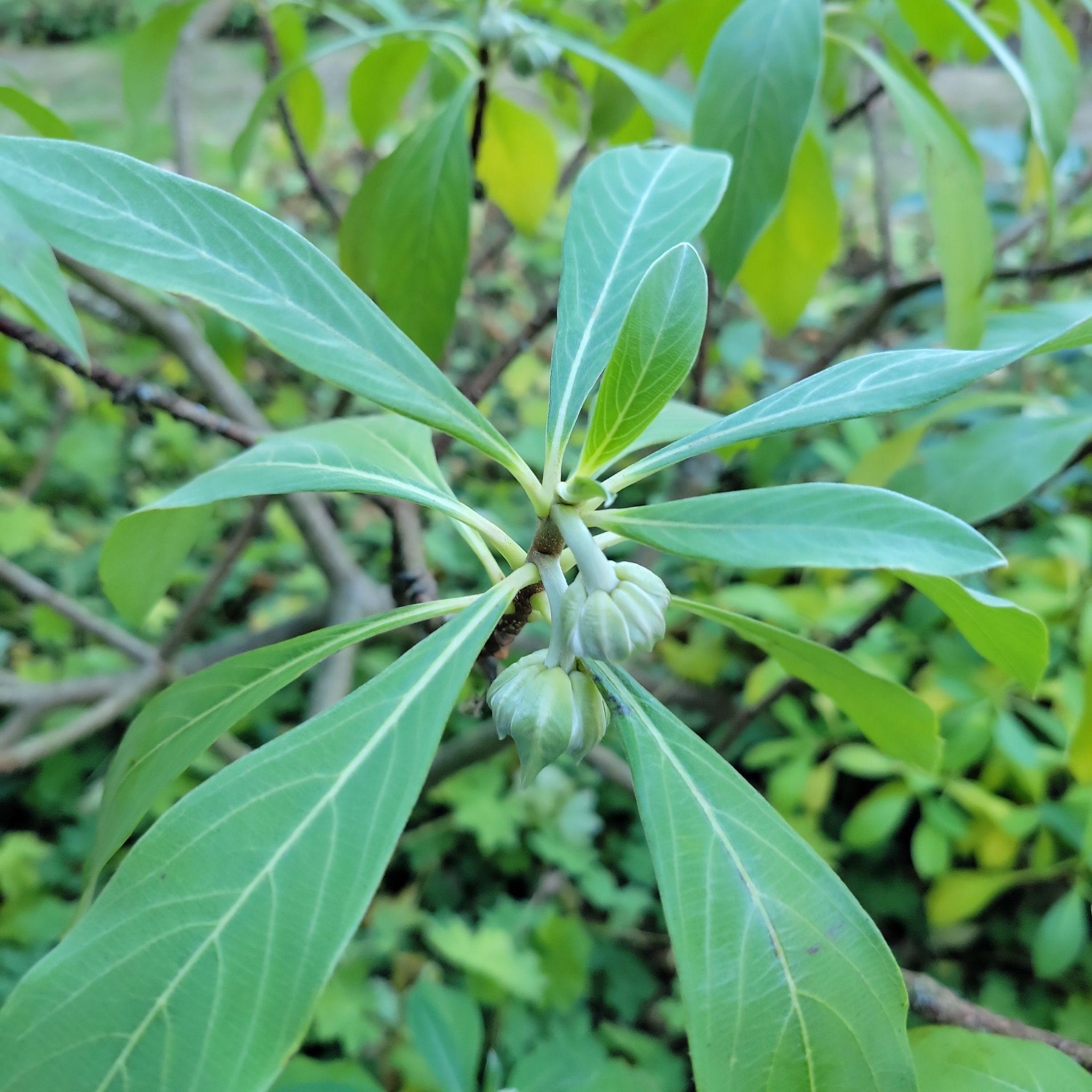 Photo of the plant species Paper Bush by @HolyBlacksage named Back patio on Greg, the plant care app