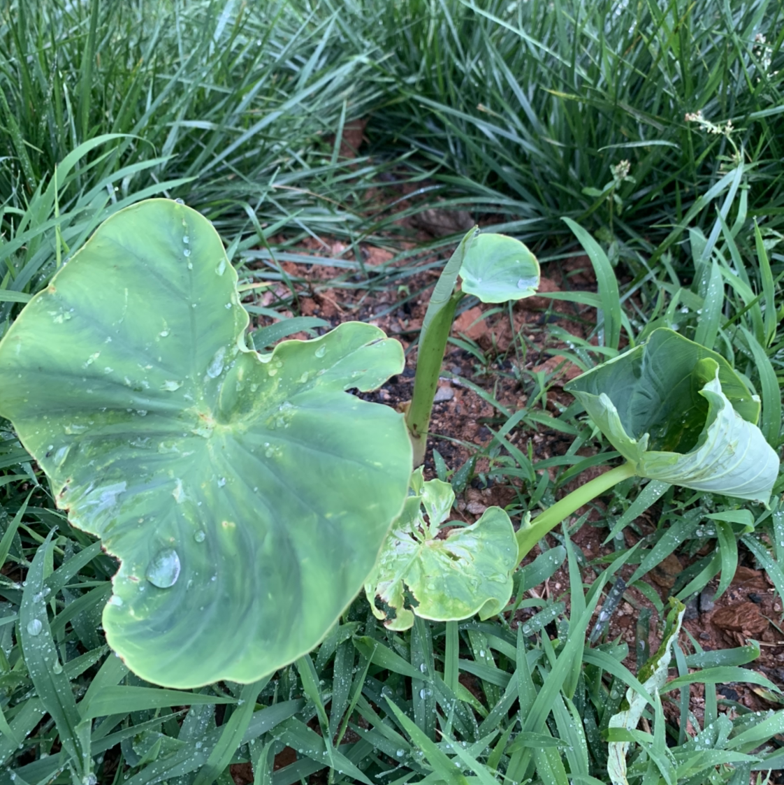 Jewel Alocasia plant with large green leaves, visible soil, and surrounding grass.