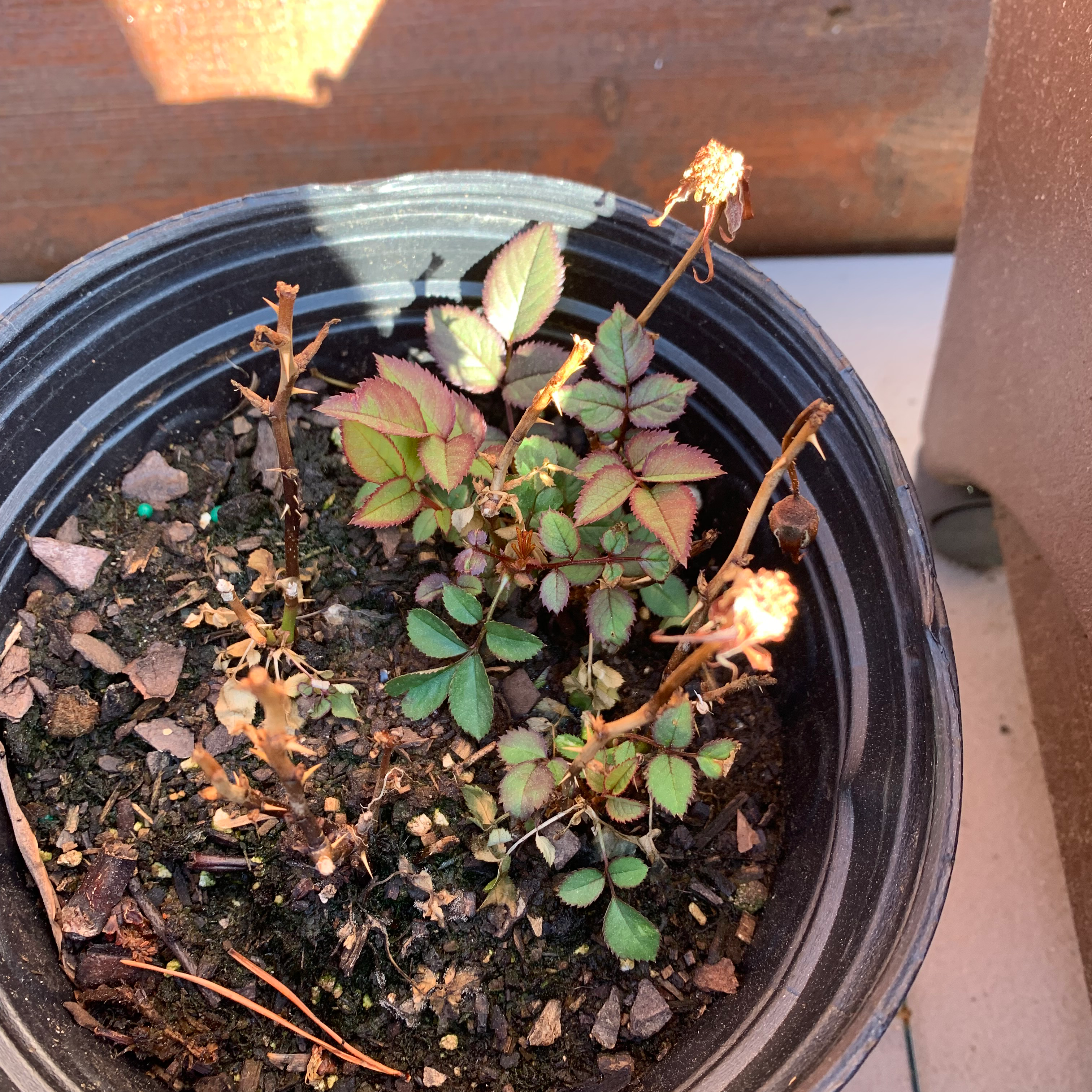 Potted Multiflora Rose plant with some dried and brown stems, green and reddish leaves.