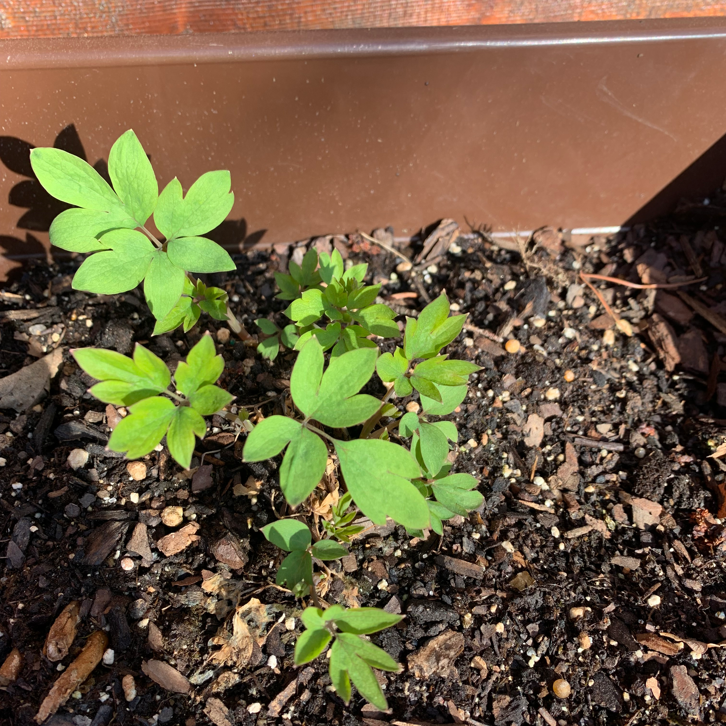 Young Asian Bleeding-Heart plant growing in soil with green leaves.