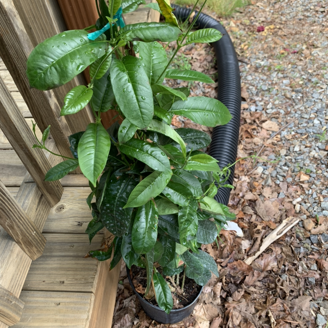 Potted Brazilian Jasmine plant with glossy green leaves placed outdoors near a wooden structure.