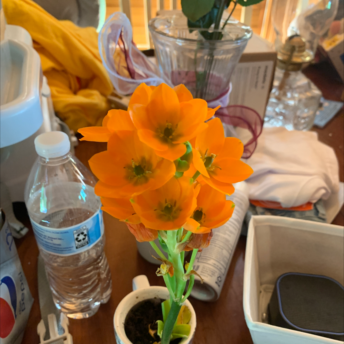 Orange flowering Sun Star (Ornithogalum dubium) in a small pot with household items in the background.