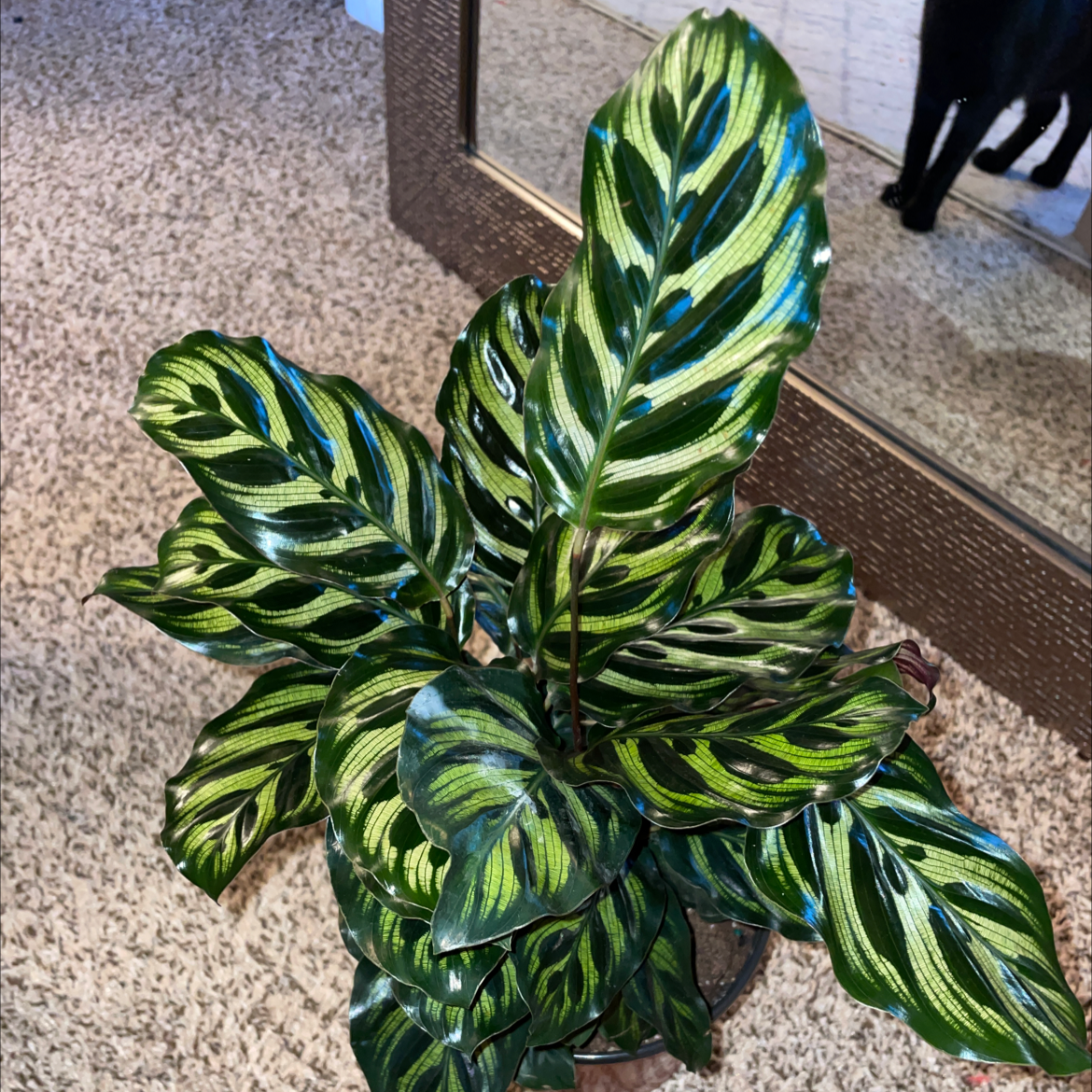 Healthy Cathedral Windows plant with vibrant green patterned leaves.