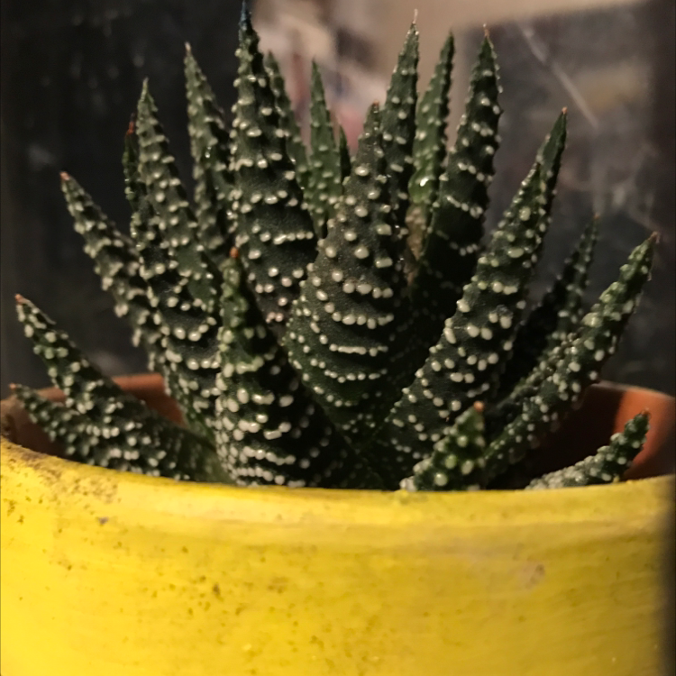 Zebra Plant plant photo by @spacesoda named Phil on Greg, the plant care app.