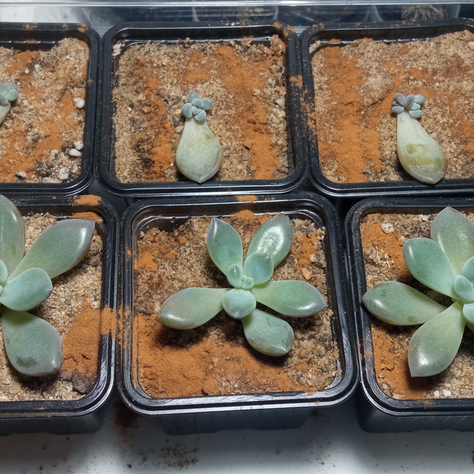 Six potted Graptoveria 'Opalina' succulents in a grid arrangement with visible soil.