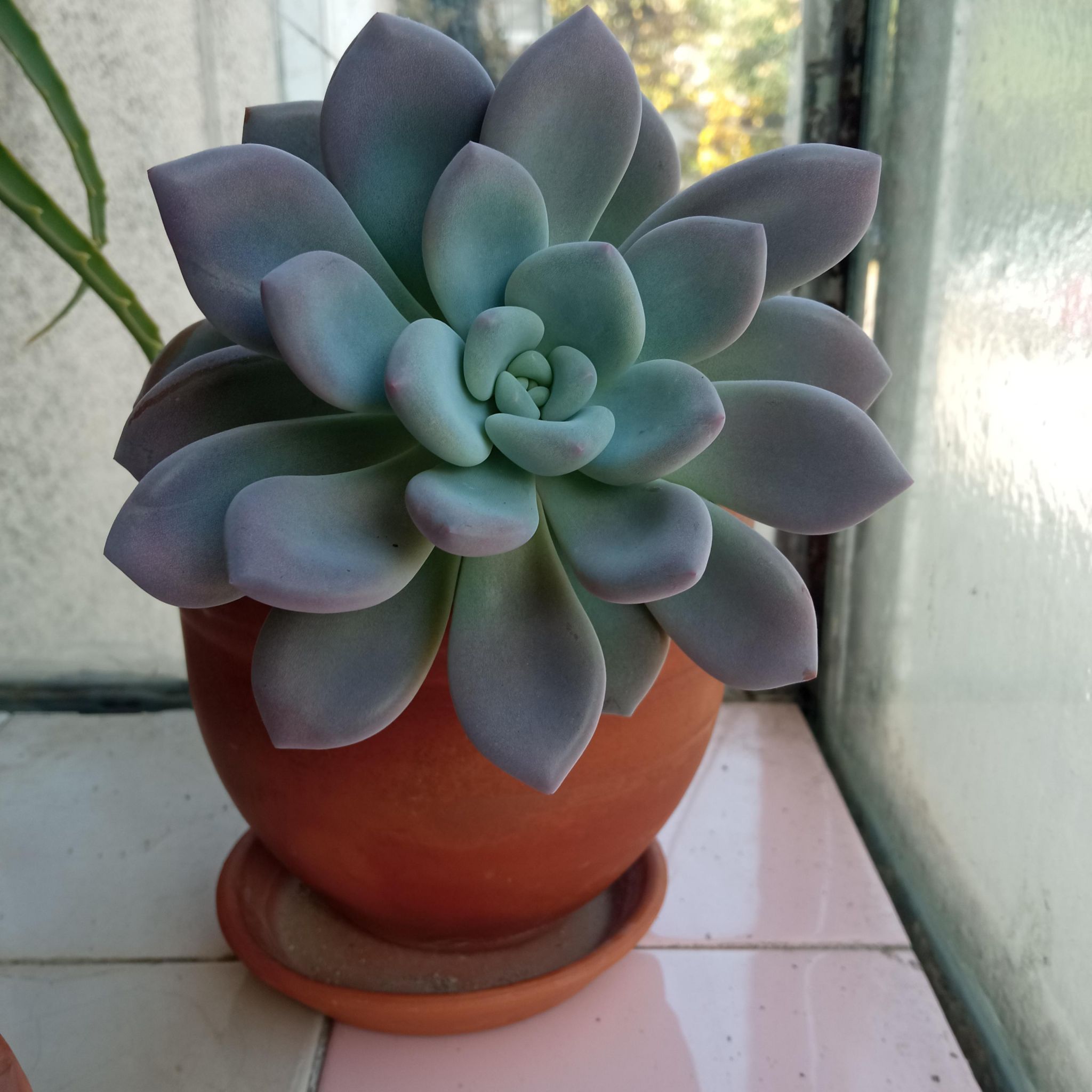 Photo of the plant species Graptoveria 'Opalina' by @BeamingPansy named Kesha on Greg, the plant care app