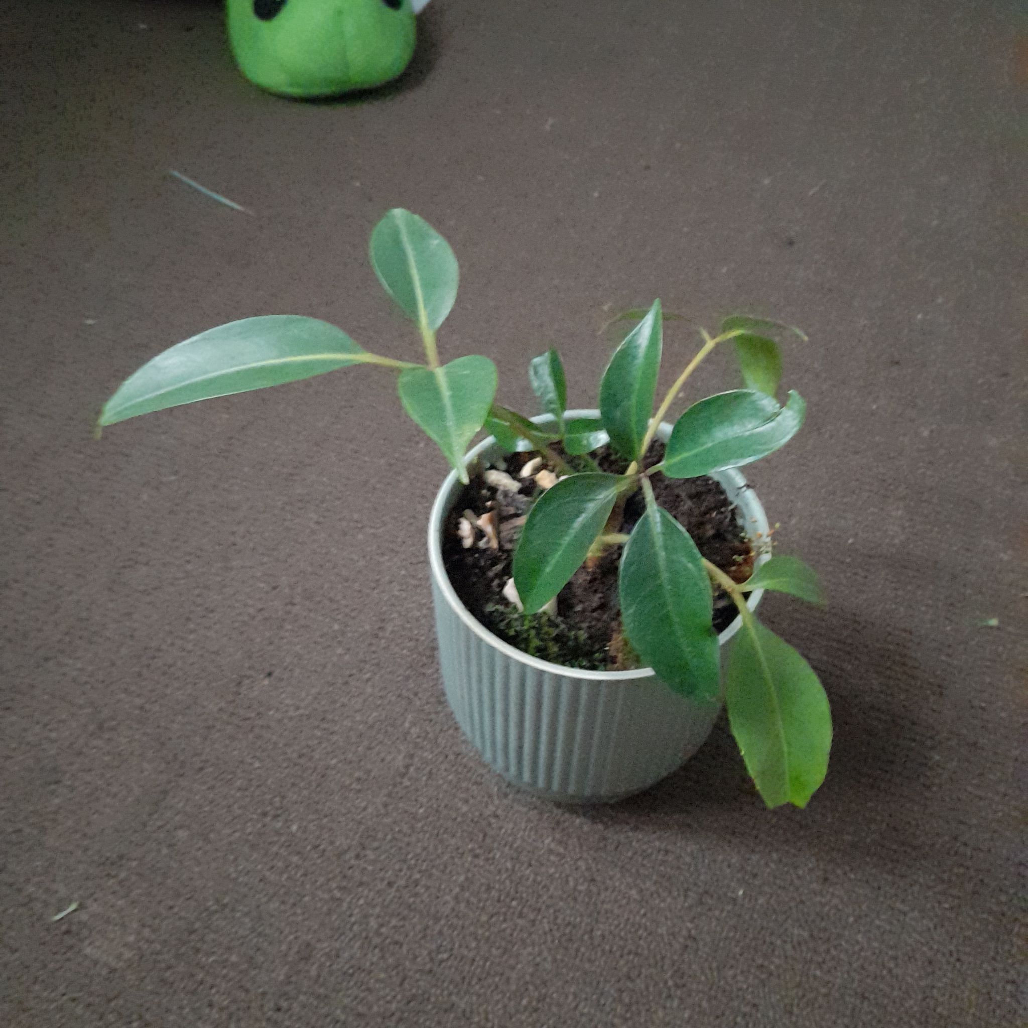 Camphor