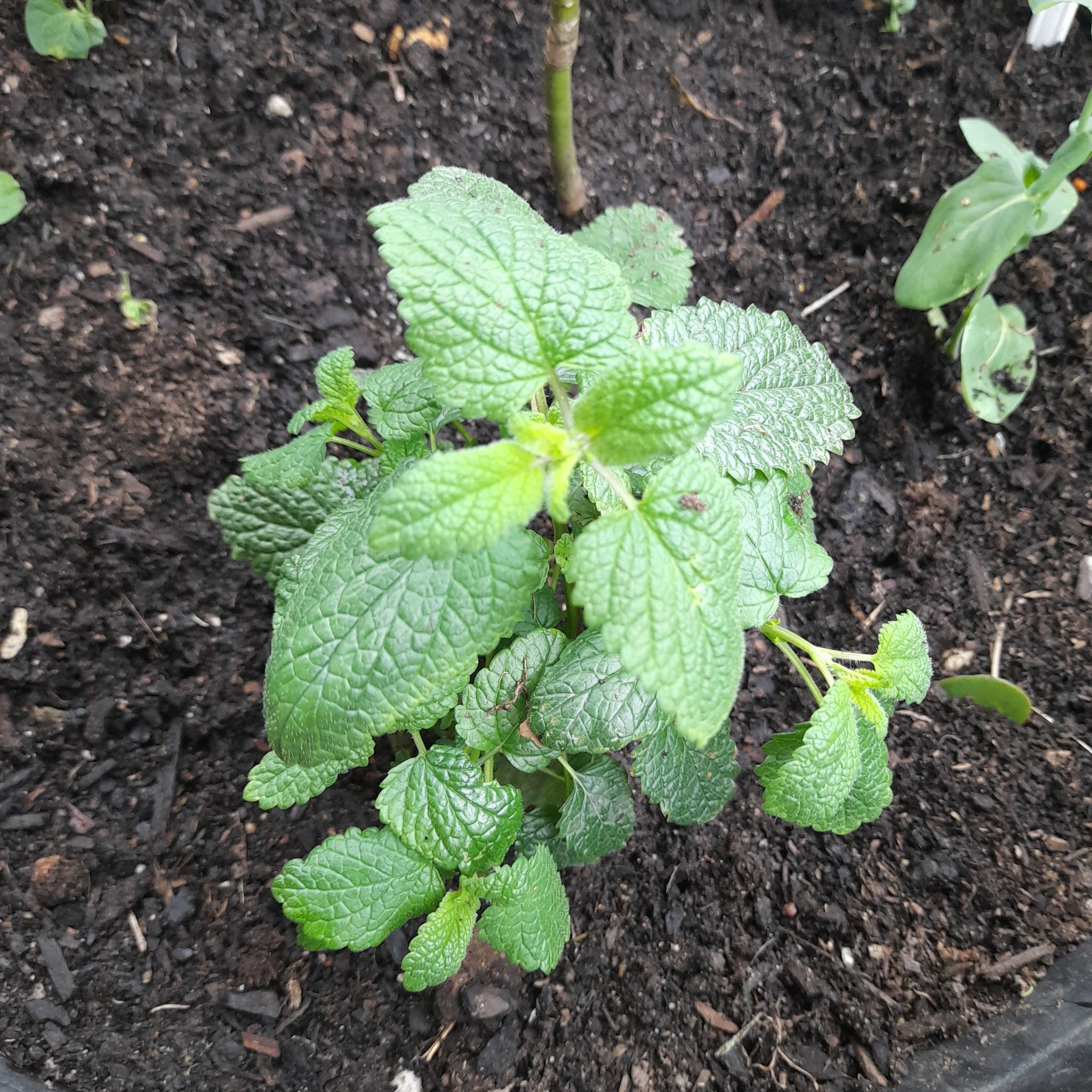 Lemonbalm