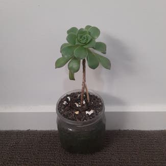 Tree Aeonium plant in Maiden Gully, Victoria