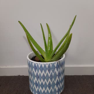 Aloe Vera plant in Maiden Gully, Victoria
