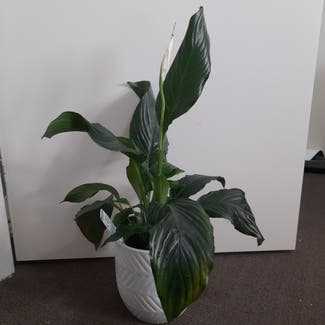 Peace Lily plant in Maiden Gully, Victoria