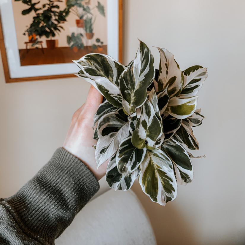 Calathea 'White Fusion' plant being held by a hand, showing vibrant green and white variegated leaves.