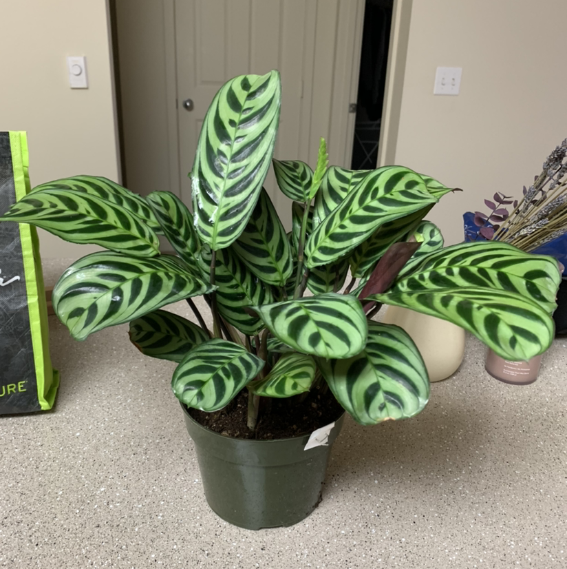 Healthy Fishbone Prayer Plant with vibrant green striped leaves in a dark pot, soil visible at base.