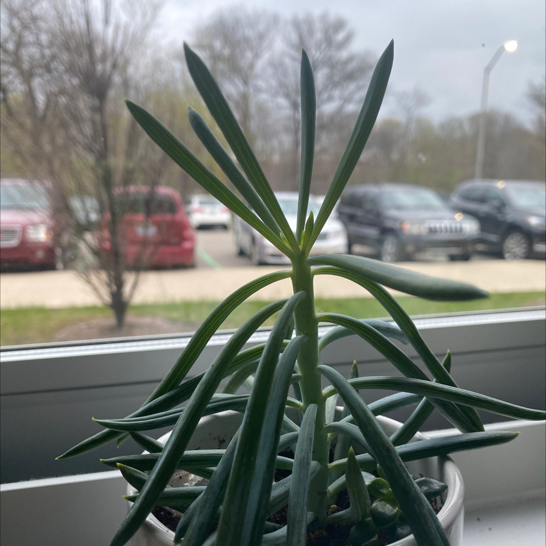 Narrow-Leaf Chalk Sticks plant on a windowsill with a parking lot in the background.