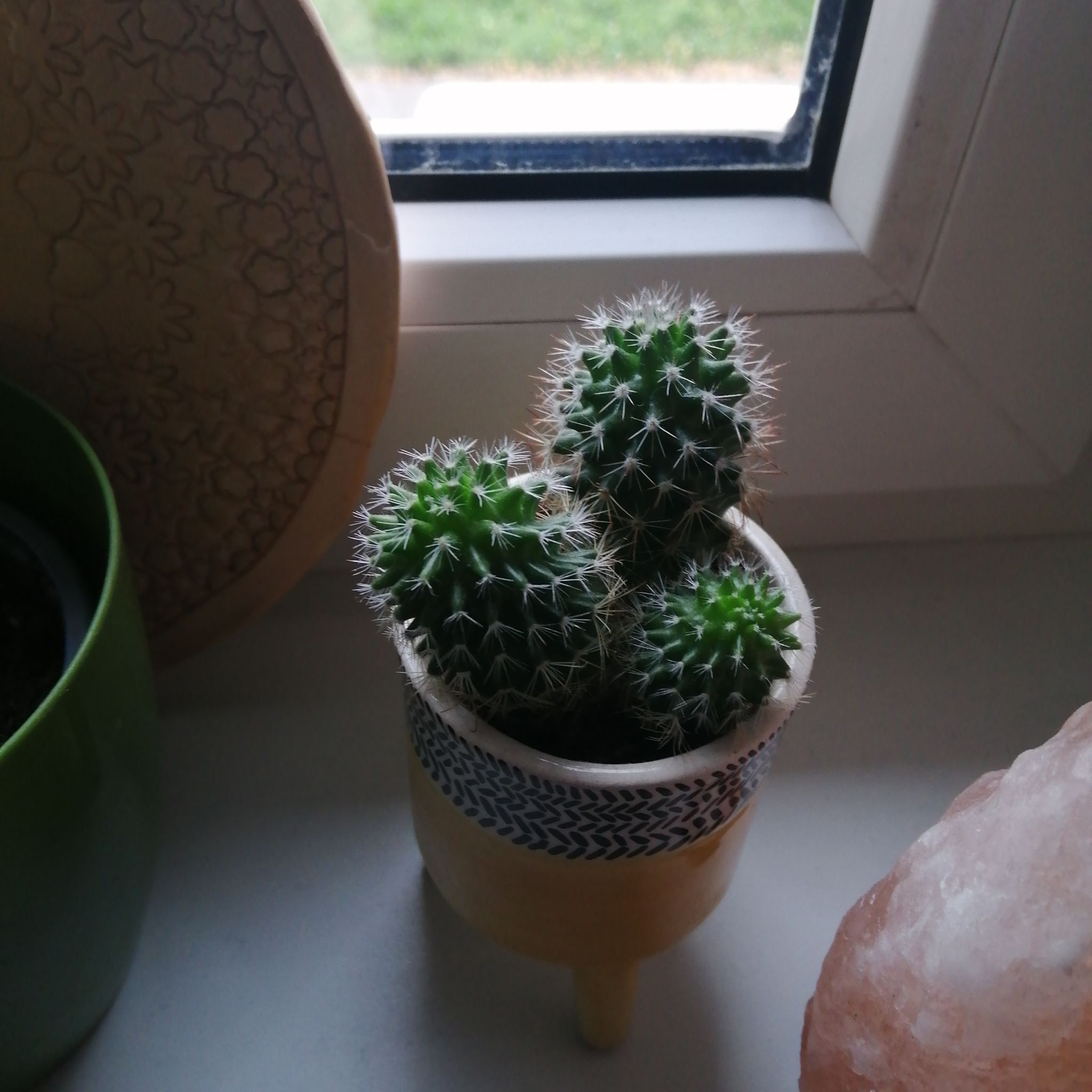 A healthy Mammillaria backebergiana cactus in a pot on a windowsill.