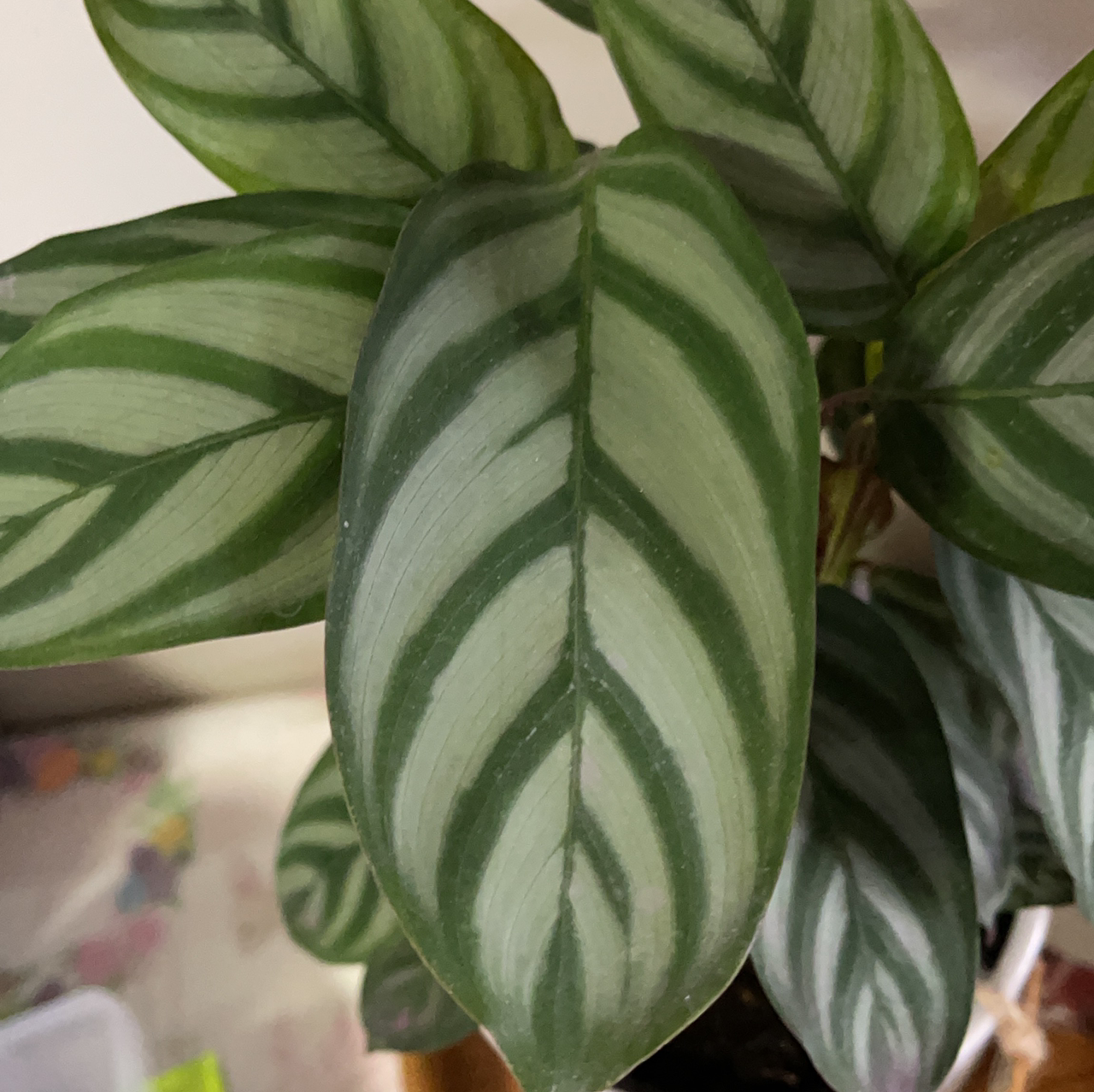 Healthy Fishbone Prayer Plant with vibrant green striped leaves resembling a herringbone pattern, well-framed closeup.