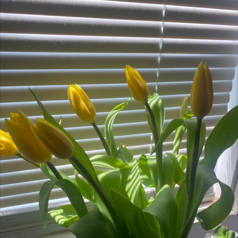 Yellow tulips in front of a window with blinds, appearing healthy and vibrant.