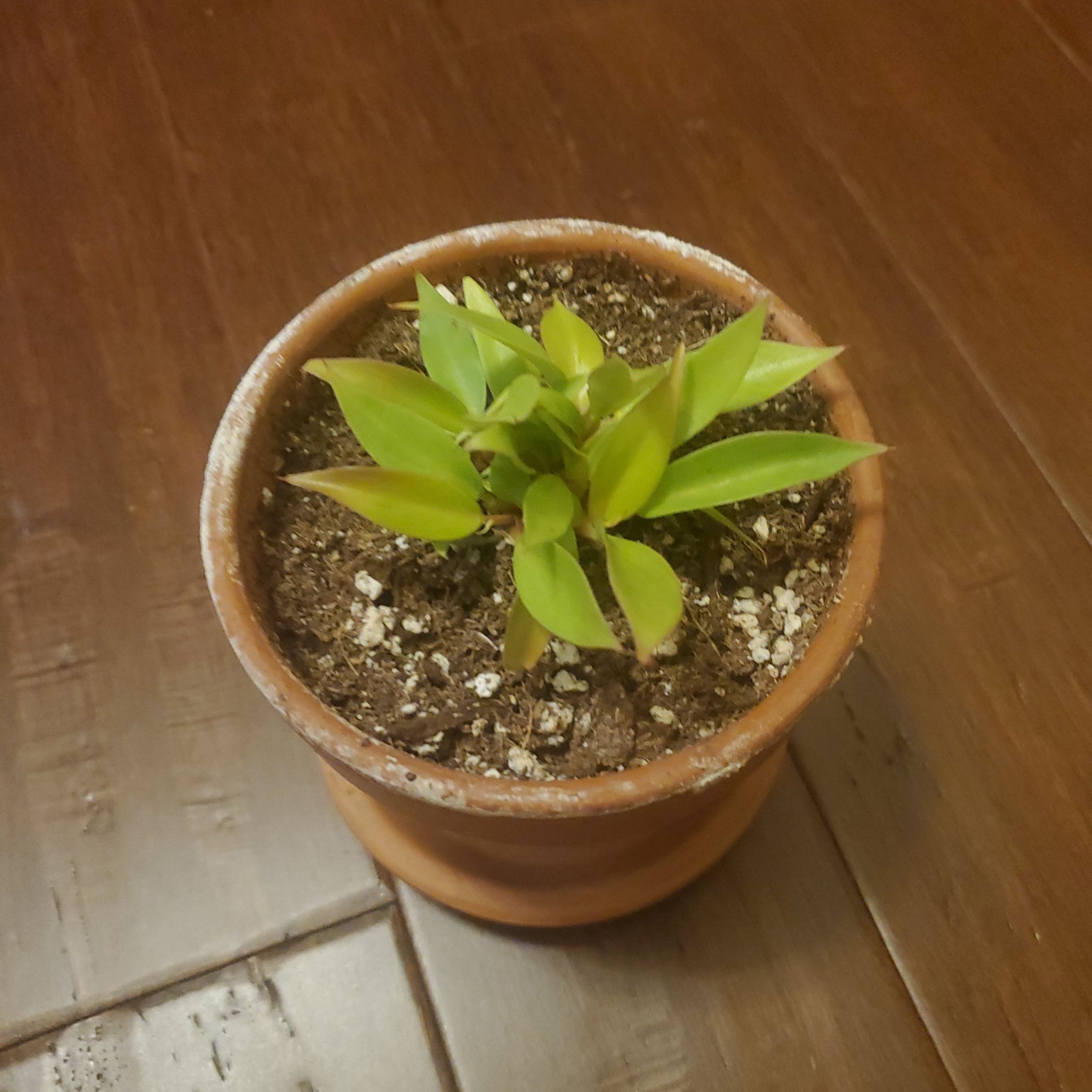 Potted Philodendron Red Sun plant with green leaves in visible soil.