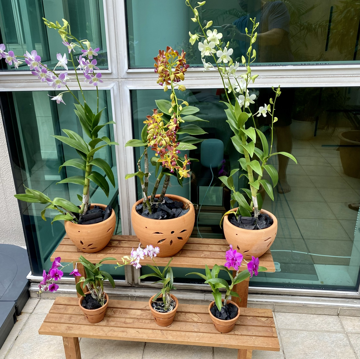Multiple potted Noble Dendrobium orchids with vibrant flowers on a wooden stand.