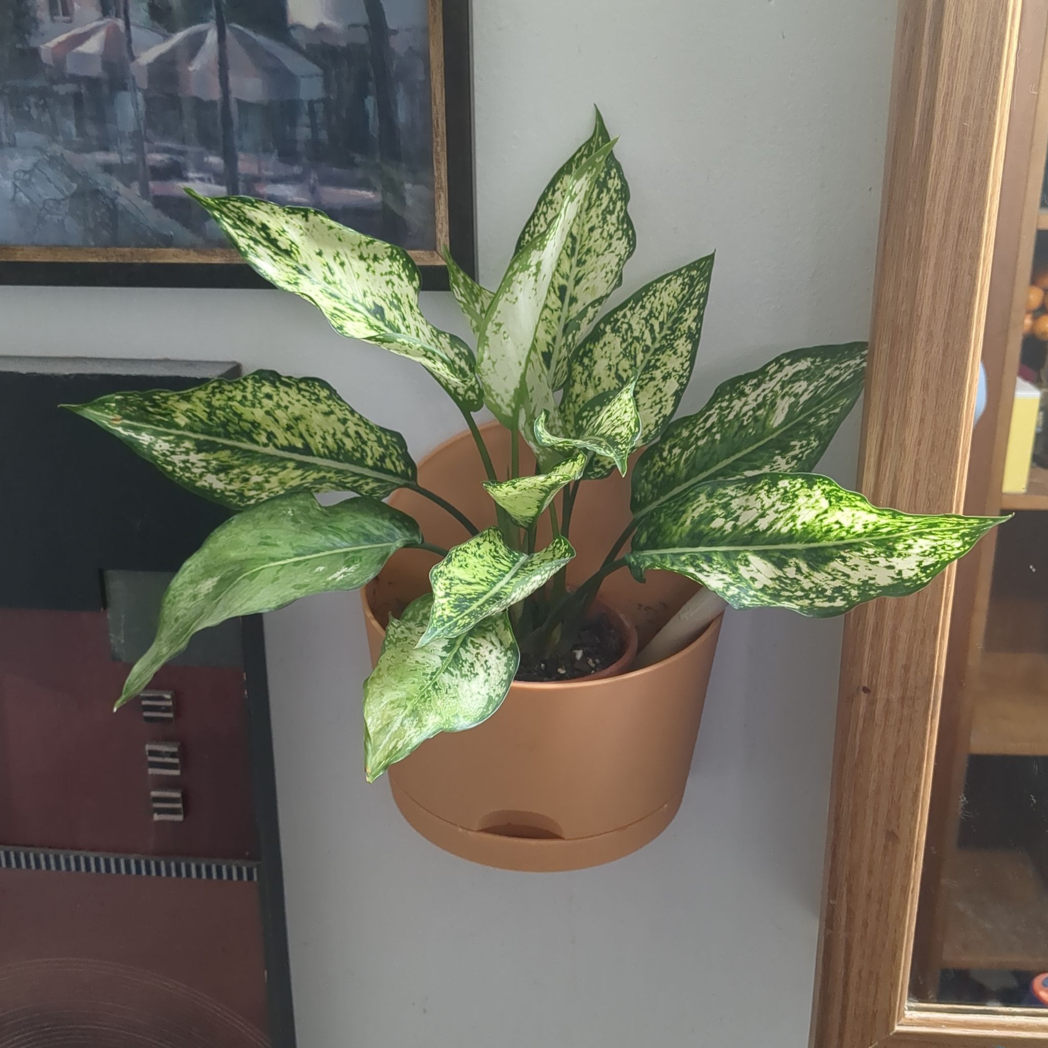 Photo of the plant species Wintery Winehouse Chinese Evergreen by @soupycare named Cheyenne on Greg, the plant care app