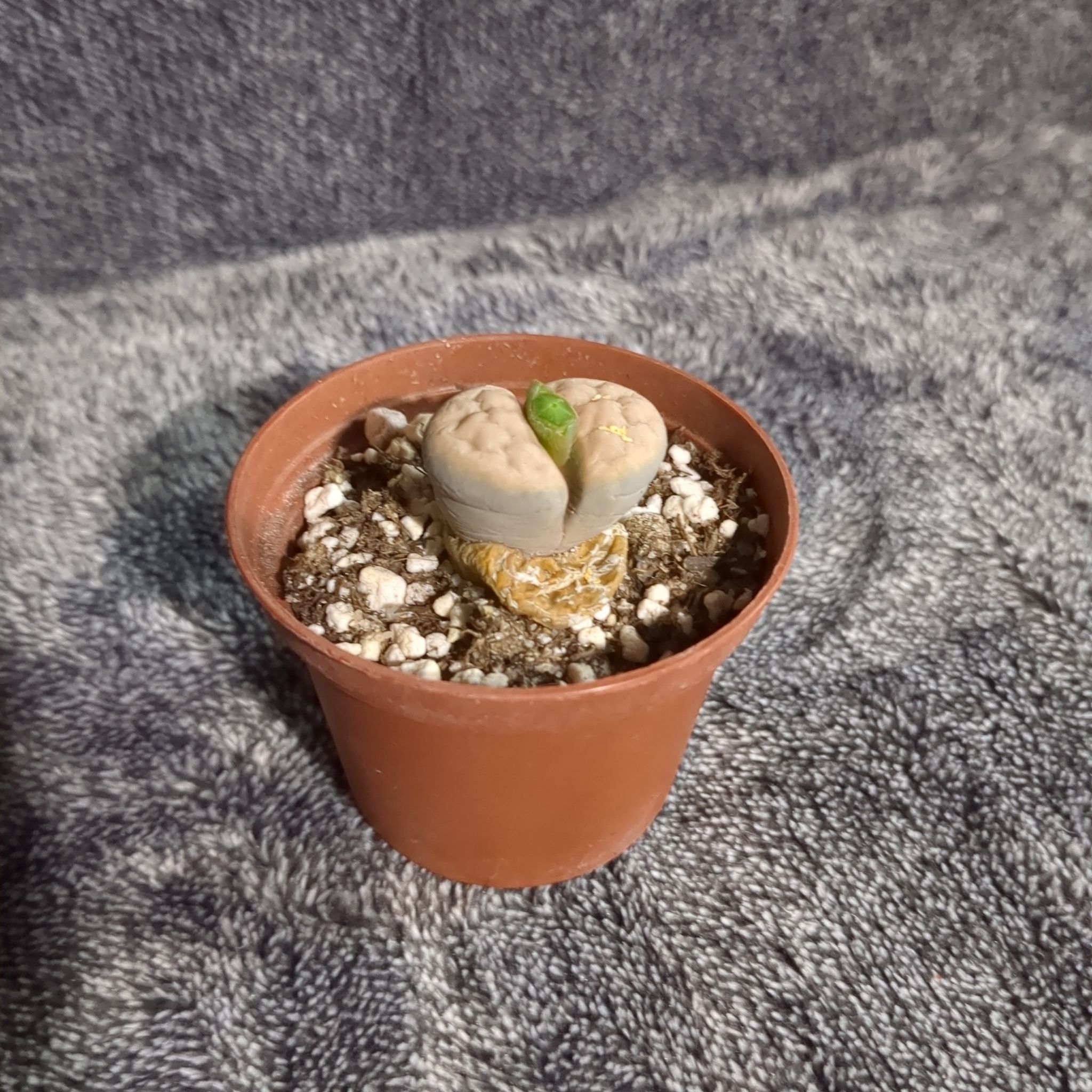 A healthy Rubra Lithops plant in a small pot with visible soil.