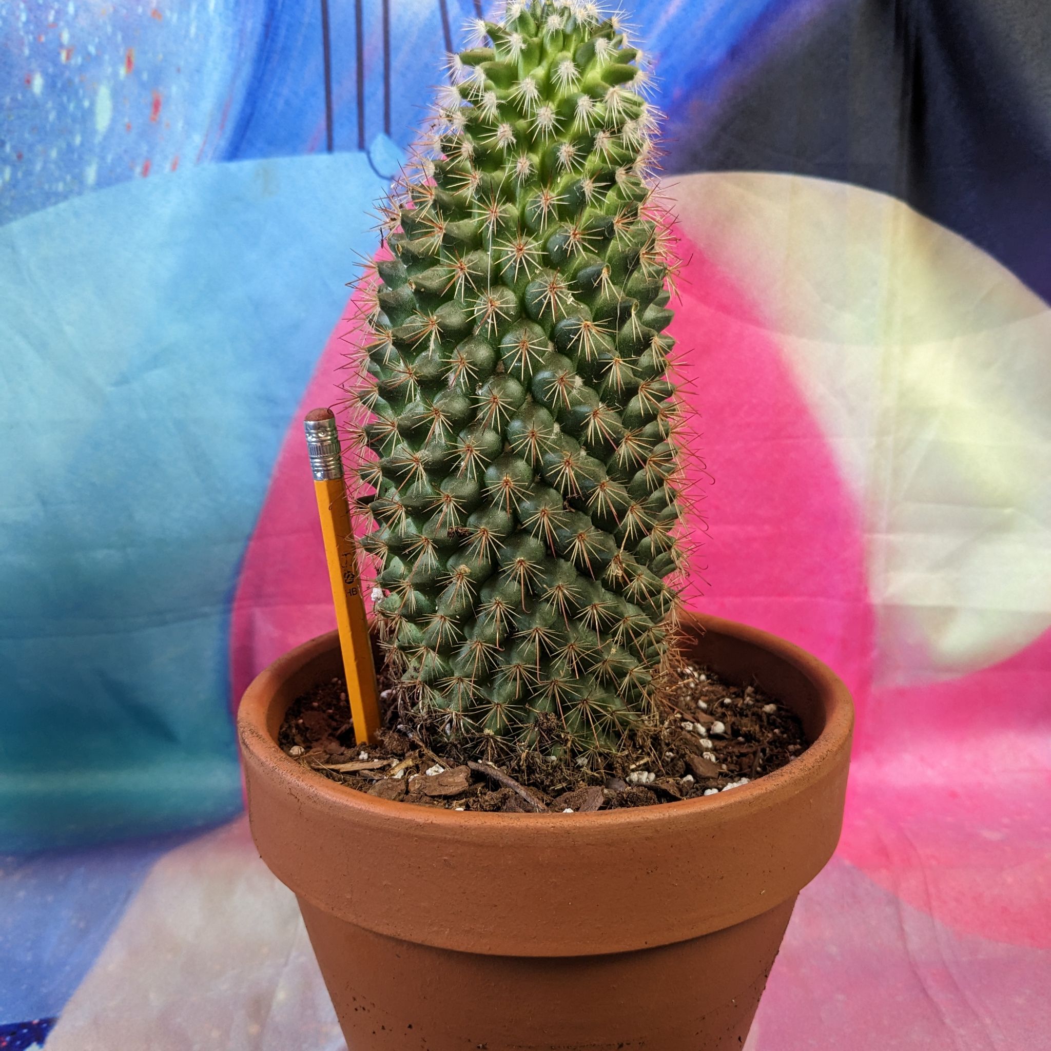 Mammillaria backebergiana cactus in a terracotta pot with a pencil for scale against a colorful background.