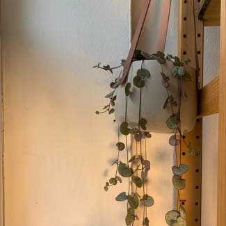 String of Hearts plant in München, Bayern