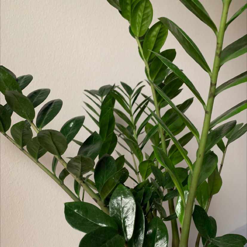 Zamioculcas Zamiifolia plant photo by @Pocahontas named Zamira on Greg, the plant care app.