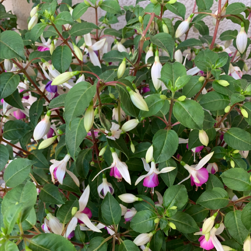 Healthy Hummingbird Fuchsia plant with numerous buds and flowers.