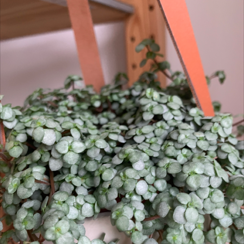 Silver Spa plant photo by @Pocahontas named Kobe on Greg, the plant care app.