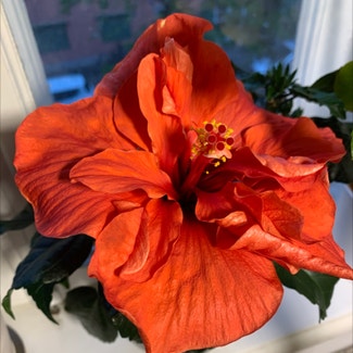 Chinese Hibiscus plant in München, Bayern