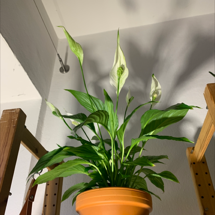 Peace Lily plant photo by @Pocahontas named Spina on Greg, the plant care app.