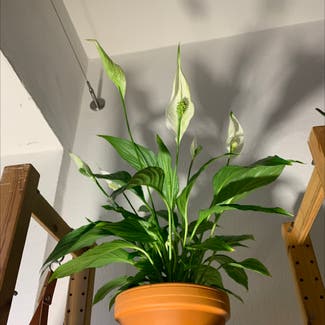 Peace Lily plant in München, Bayern