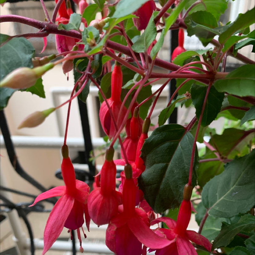 Hummingbird Fuchsia plant with vibrant red flowers and green leaves.