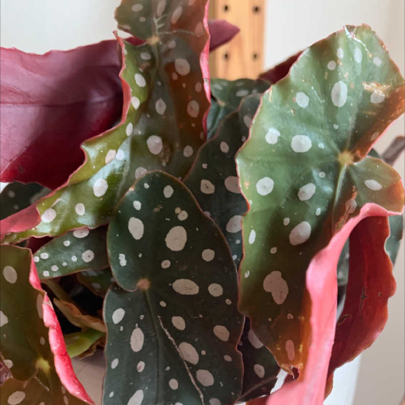 Polka Dot Begonia plant photo by @Pocahontas named Dotty on Greg, the plant care app.