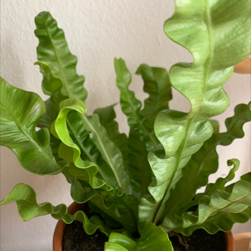 Bird's Nest Fern plant photo by @Pocahontas named Ansgar on Greg, the plant care app.