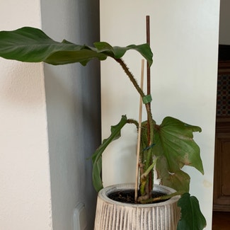 Hairy Philodendron plant in München, Bayern