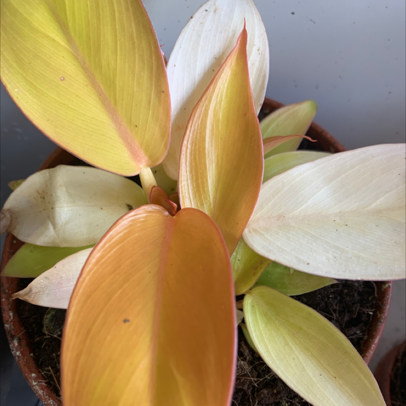 Photo of the plant species Philodendron Prince of Orange by @Pocahontas named Prince on Greg, the plant care app