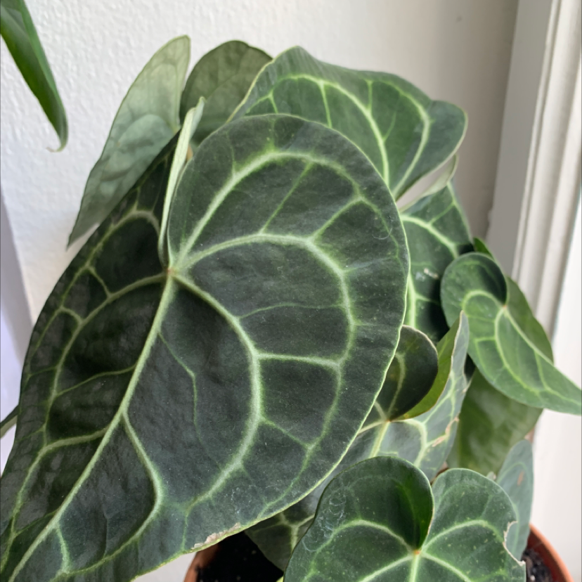 Photo of the plant species Velvet Cardboard Anthurium by @Pocahontas named Anita on Greg, the plant care app
