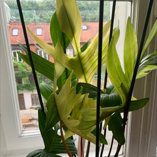 Philodendron 'Florida Ghost' plant in München, Bayern