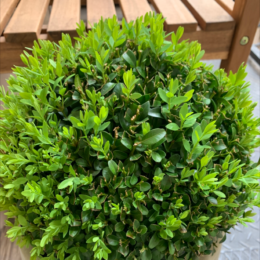 A healthy and lush Common Boxwood plant with vibrant green foliage, densely packed leaves, and no signs of discoloration or damage.