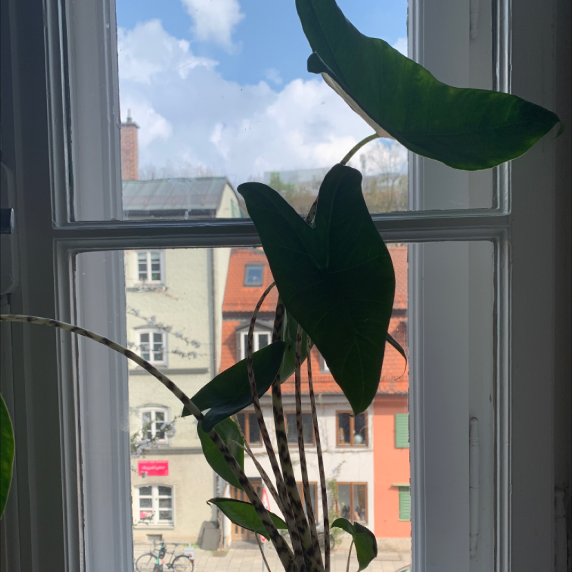 Zebra Elephant Ear plant photo by @Pocahontas named Zoë on Greg, the plant care app.
