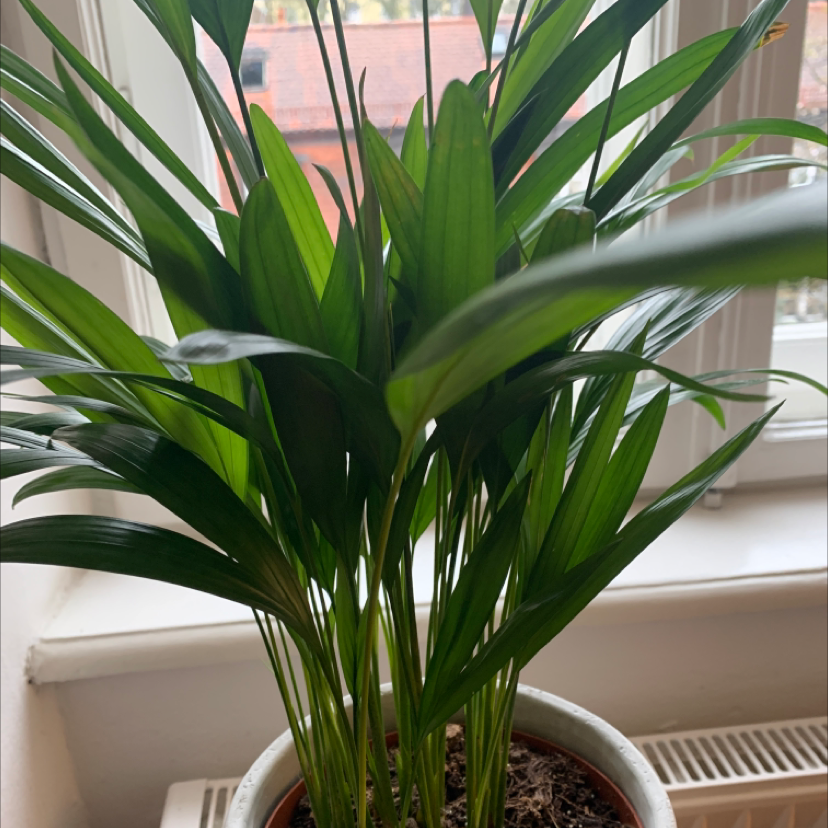 Photo of the plant species Areca Palm by @Pocahontas named Palmyra on Greg, the plant care app