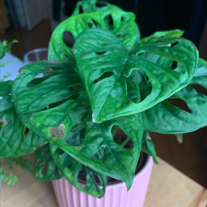 Window Leaf plant photo by @Pocahontas named Madita on Greg, the plant care app.