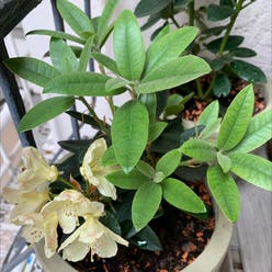 Pacific rhododendron plant