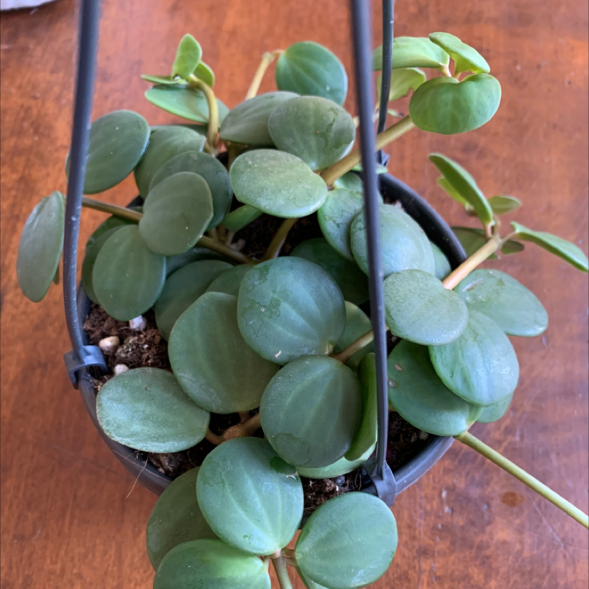Peperomia 'Hope' plant in a hanging pot with round, green leaves.