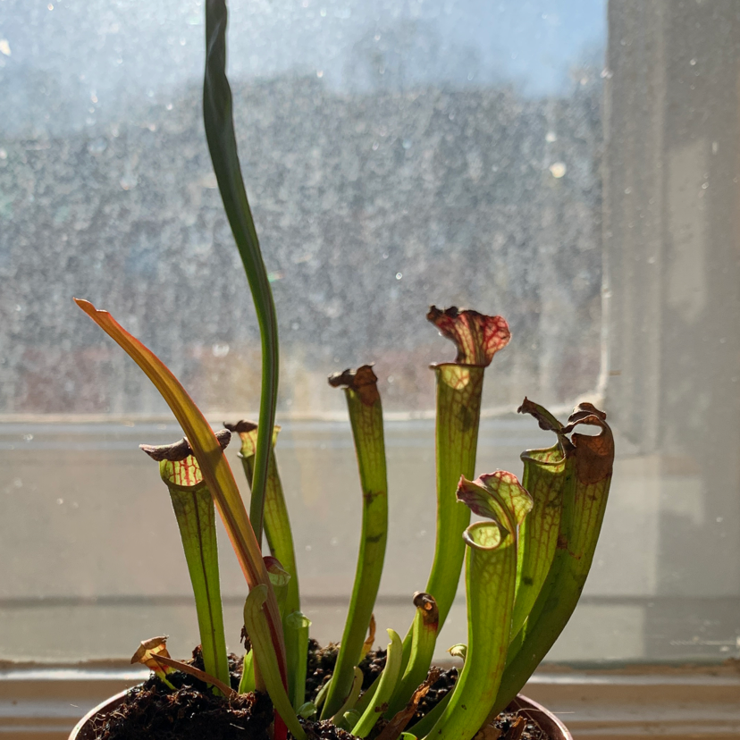Photo of the plant species White Topped Pitcher Plant by @Pocahontas named Fatso on Greg, the plant care app