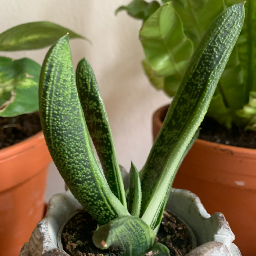Photo of the plant species Ox Tongue by @Pocahontas named Gaston on Greg, the plant care app